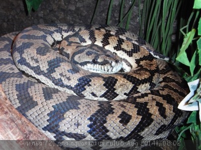 Фото Питон ковровый пестрый Morelia spilota variegata Carpet python  (photo#57658)