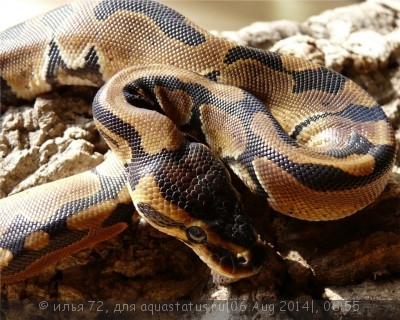 Фото Питон королевский Python regius Ball python  (photo#57662)