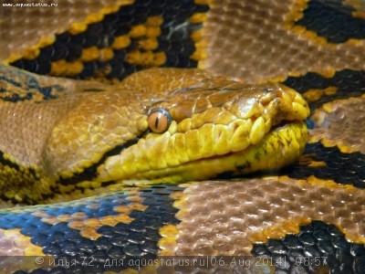 Фото Питон сетчатый Python reticulatus  (photo#57663)