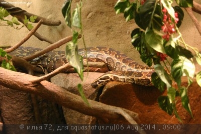 Фото Питон иероглифовый Python sebae Rock python  (photo#57664)