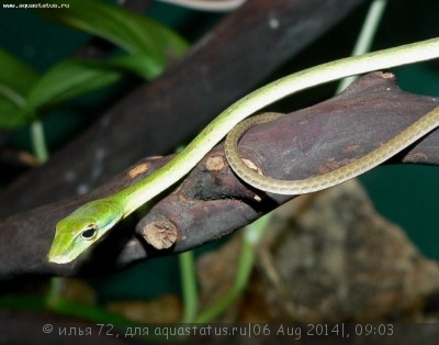 Плетевидная змея полосатая (Ahaetulla fasciolata)