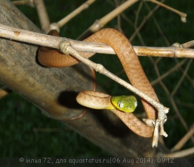 Фото Бойга зеленая Boiga cyanea Green Cat Snake  (photo#57671)