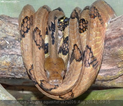 Фото Бойга собакозубая Boiga cynodon Dog-toothed Cat Snake  (photo#57672)