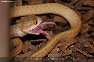 Фото Бойга черноголовая Boiga nigriceps  (photo#57675)