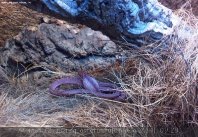 Фото Яичная змея Медичи Dasypeltis medici Medici eag-eater  (photo#57678)