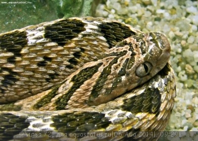 Фото Яичная змея африканская Dasypeltis scabra Common eag-eater  (photo#57679)