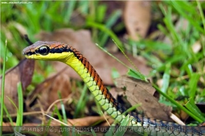 Фото Уж бронзовый Копштейна Dendrelaphis kopsteini  (photo#57683)