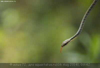 Фото Уж бронзовый украшенный Dendrelaphis pictus  (photo#57684)