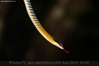 Фото Уж бронзовый полосатый Dendrelaphis striatus  (photo#57685)