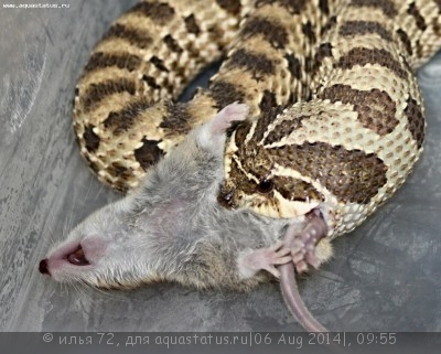 Фото Уж свиноносый Heterodon nasicus Hognose snake  (photo#57691)