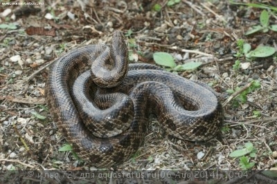 Королевская змея красивобрюхая (Lampropeltis calligaster)