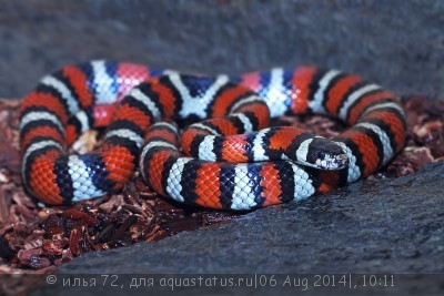 Фото Молочная змея Рутвена Lampropeltis ruthveni  (photo#57700)