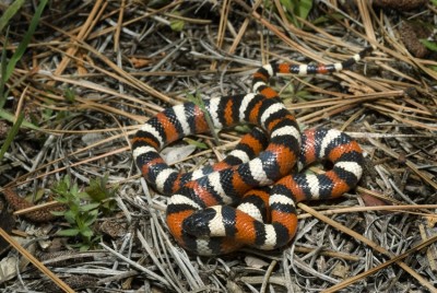 Фото Королевская змея узкополосая Lampropeltis zonata  (photo#57704)