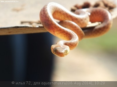 Фото Уж мадагаскарский кошачьеглазый Madagascarophis colubrinus  (photo#57709)