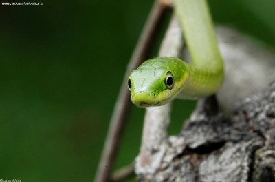 Фото Уж травяной килеватый Opheodrys aestivus Green snake  (photo#57716)