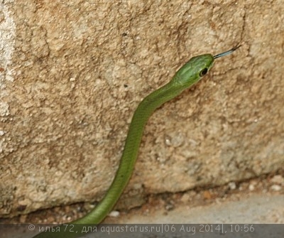 Фото Уж африканский кустарниковый стройный Philothamnus heterolepidotus  (photo#57720)