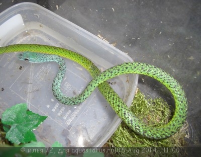 Фото Уж африканский кустарниковый точечный Philothamnus punctatus Speckled Green-snak (photo#57724)