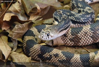 Фото Сосновая змея черно-белая Pituophis melanoleucus  (photo#57726)