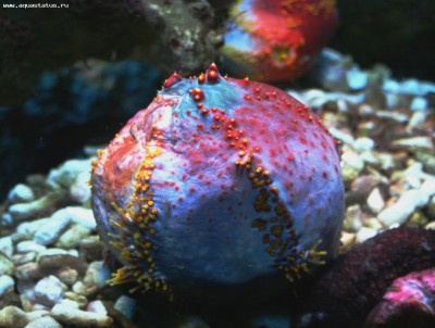 Фото Голотурия, морское яблоко Pseudocolochirus tricolor  (photo#57728)