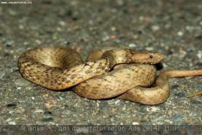 Фото Гадюка ложная обыкновенная Psammodynastes pulverulentus  (photo#57729)