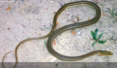 Фото Песчаная змея восточноафриканская Psammophis orientalis Eastern Stripe-bellied (photo#57730)