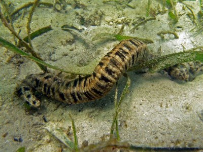 Голотурия синапта (Synapta maculata)