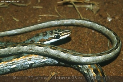 Фото Песчаная змея танганьикская Psammophis tanganicus Tanganyika Sand Snake  (photo#57736)