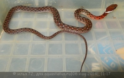 Фото Уж длиннозубый пятнистобрюхий Rhabdophis chrysargos Specklebelly Keelback  (photo#57737)