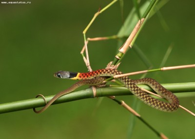 Фото Уж длиннозубый вьетнамский Rhabdophis subminiatus  (photo#57738)