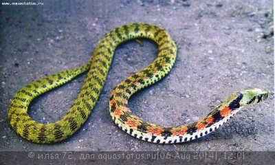 Фото Уж длиннозубый тигровый Rhabdophis tigrinus  (photo#57739)