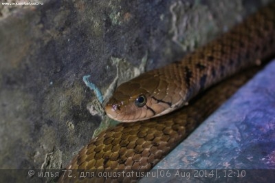 Фото Полоз чешуелобый Клиффорда Spalerosophis cliffordii  (photo#57747)