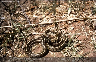 Фото Подвязочная змея пестрая Thamnophis marcianus  (photo#57749)