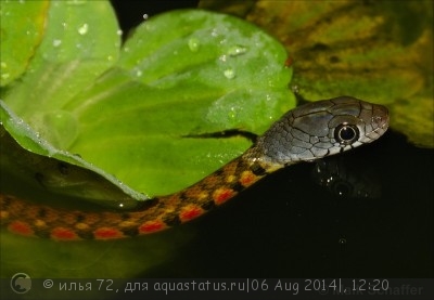 Фото Уж азиатский водяной краснопятнистый Xenochrophis trianguligerus Red Necked Keel (photo#57753)