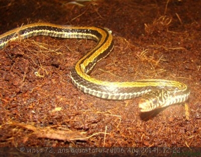 Фото Уж азиатский водяной полосатый Xenochrophis vittatus garden snake  (photo#57754)