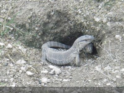 Фото Варан капский Varanus exanthematicus Savannah monitor, Cape monitor  (photo#57756)