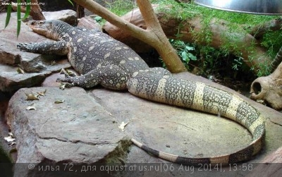 Фото Варан нильский Varanus niloticus Nile Monitor  (photo#57758)