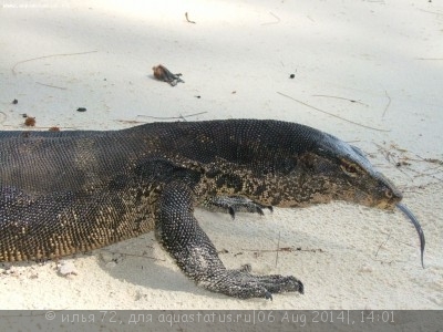 Фото Варан водяной сальватор Varanus salvator Asian water monitor  (photo#57759)