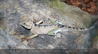 Акантозавр горный (Acanthosaura capra)