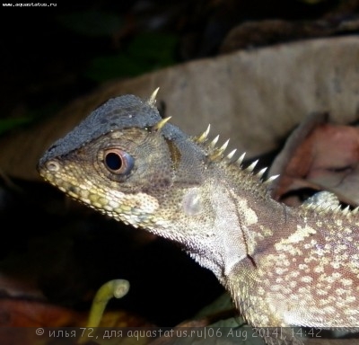 Акантозавр крестоносный (Acanthosaura crucigera)