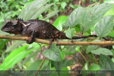 Фото Акантозавр коричневый Acanthosaura lepidogaster  (photo#57776)