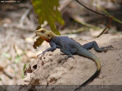 Фото Агама обыкновенная Agama agama  (photo#57777)