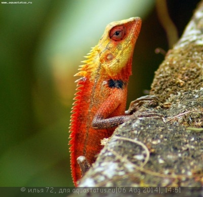 Фото Калот-кровосос пестрый Calotes versicolor  (photo#57780)