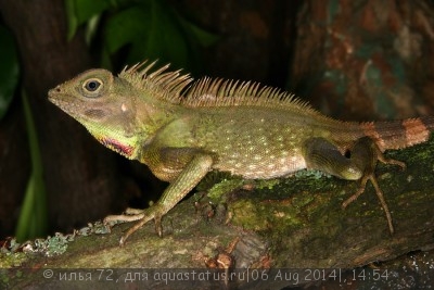 Фото Гоноцефал Белла Gonocephalus belii  (photo#57782)