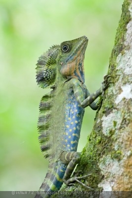 Фото Гоноцефал большой Gonocephalus grandis  (photo#57786)