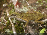 Фото Гоноцефал Робинсона Gonocephalus robinsoni  (photo#57787)