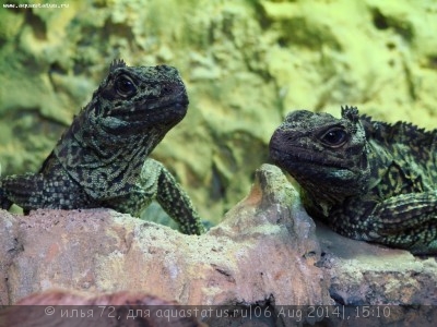 Фото Агама парусная амбойнская Hydrosaurus amboinensis  (photo#57791)