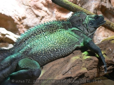 Фото Агама парусная Вебера Hydrosaurus weberi  (photo#57792)