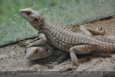 Фото Агама горная золотая короткопалая Laudakia brachydactyla  (photo#57794)