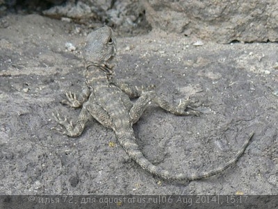 Фото Агама горная хорасанская Laudakia erythrogastra  (photo#57795)