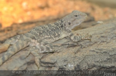 Фото Агама горная туркестанская Laudakia lehmanni  (photo#57796)